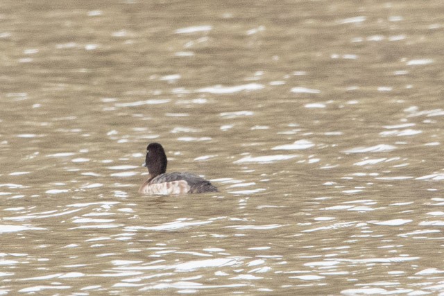 Lesser Scaup - ML313174181