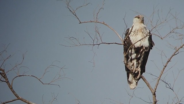 African Fish-Eagle - ML313174981