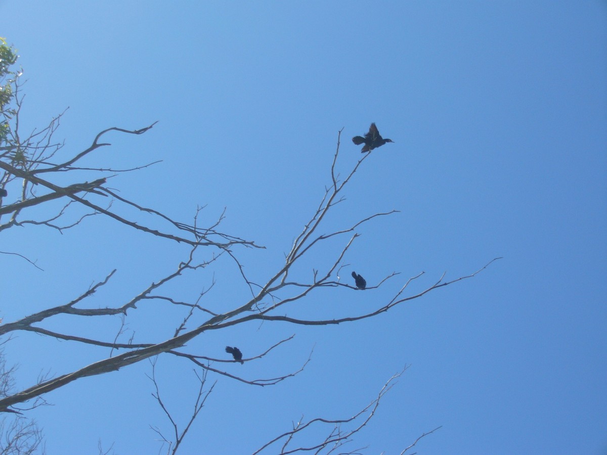 Neotropic Cormorant - ML313175301