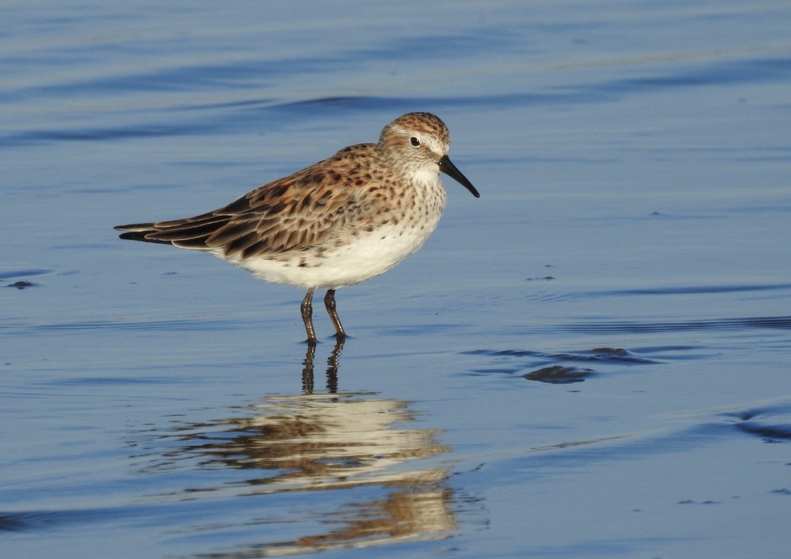 White-rumped Sandpiper - Fernando Muñoz