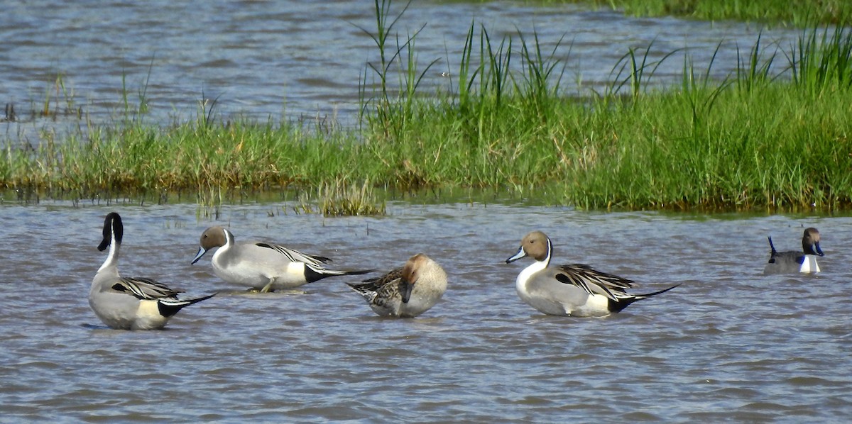 Northern Pintail - Michael Young