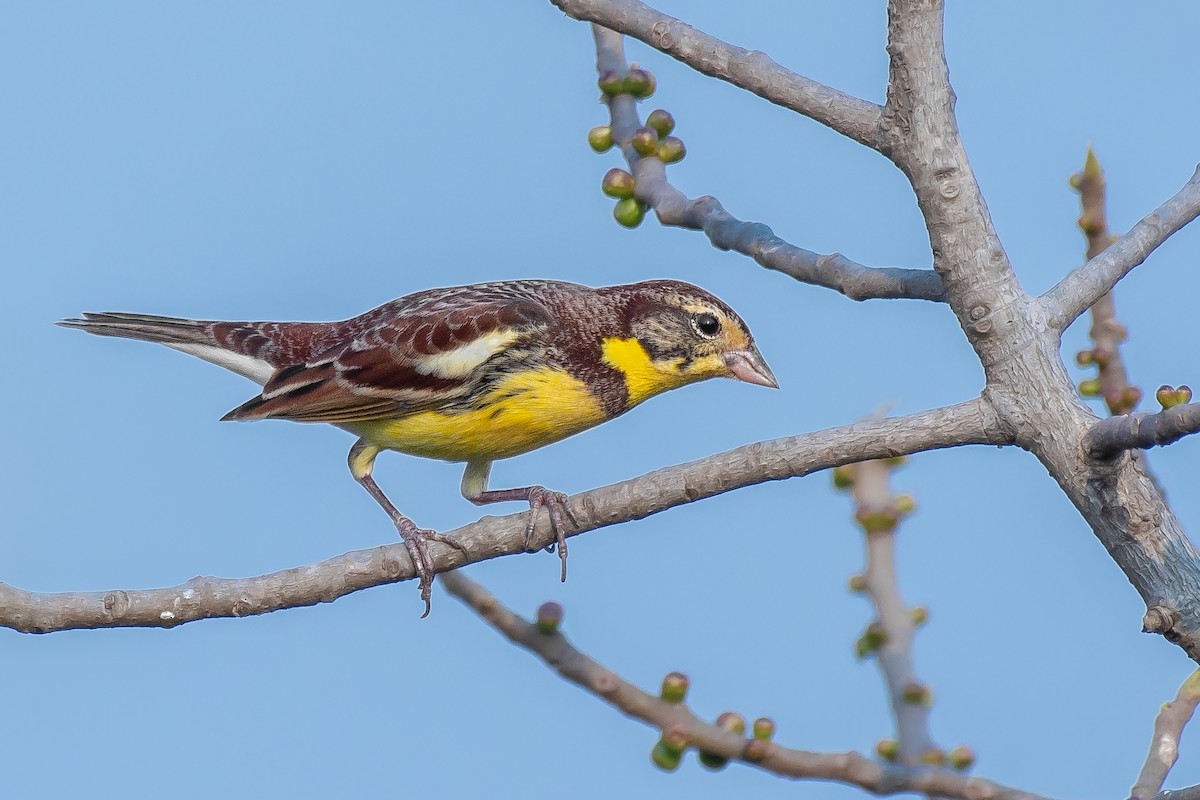 Yellow-breasted Bunting - ML313179501