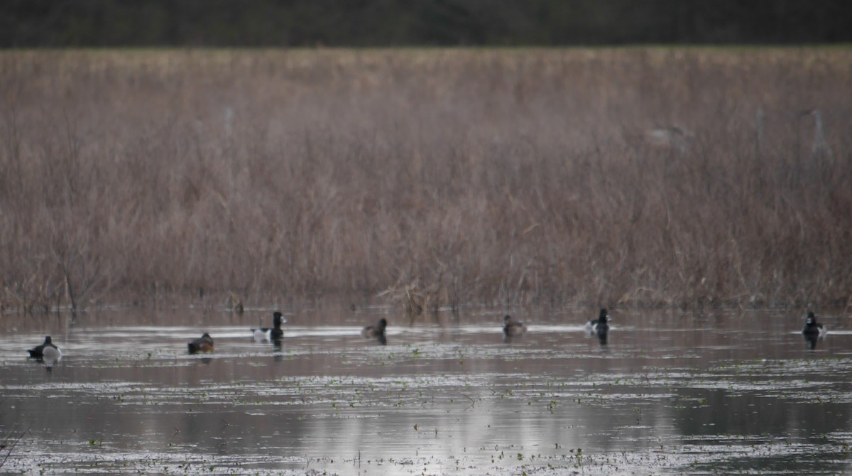 Ring-necked Duck - ML313179511