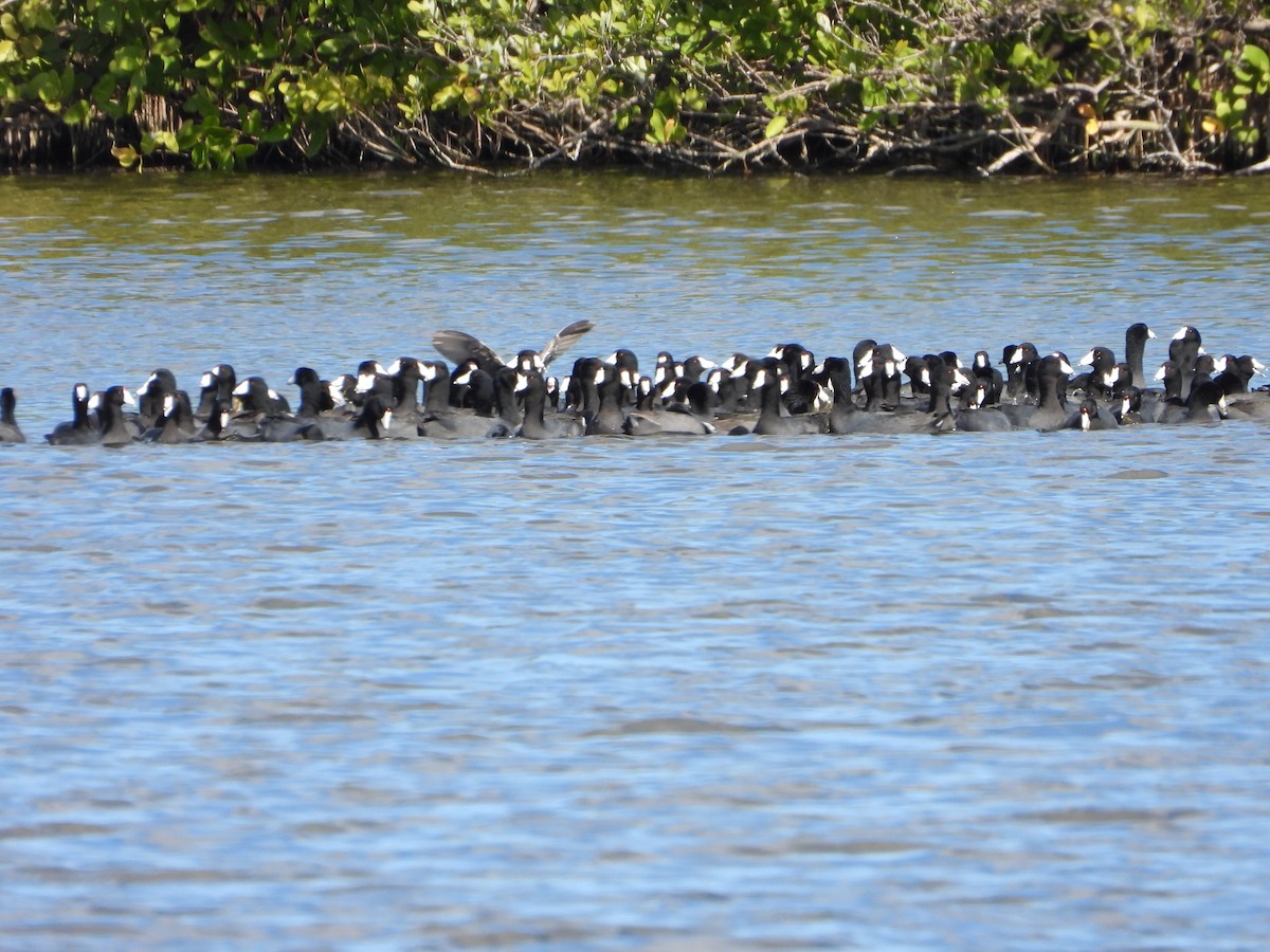 American Coot - ML313179551