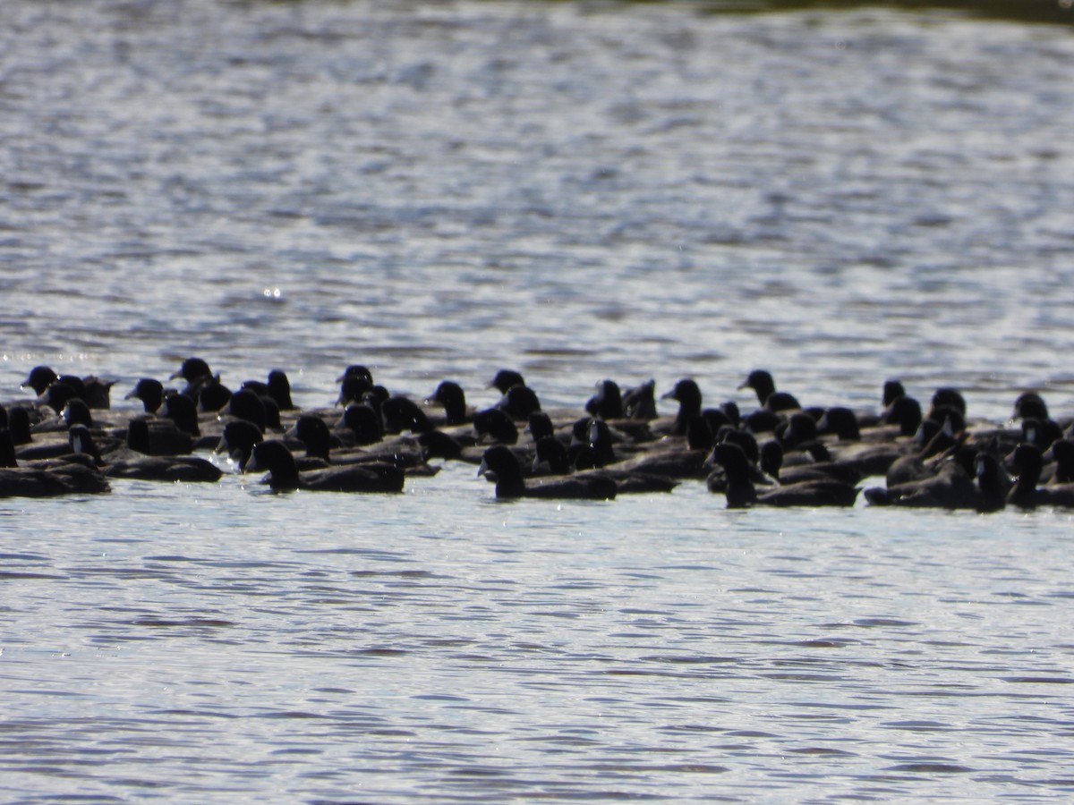 American Coot - ML313179781