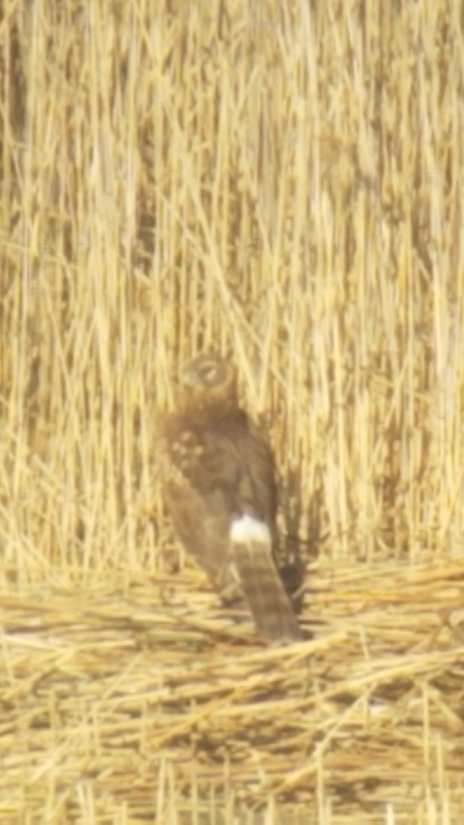 Northern Harrier - ML313180341