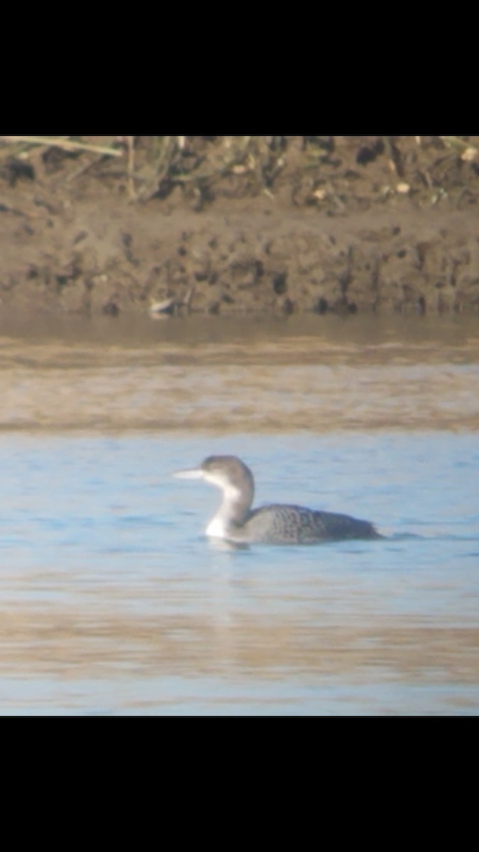 Common Loon - ML313180381