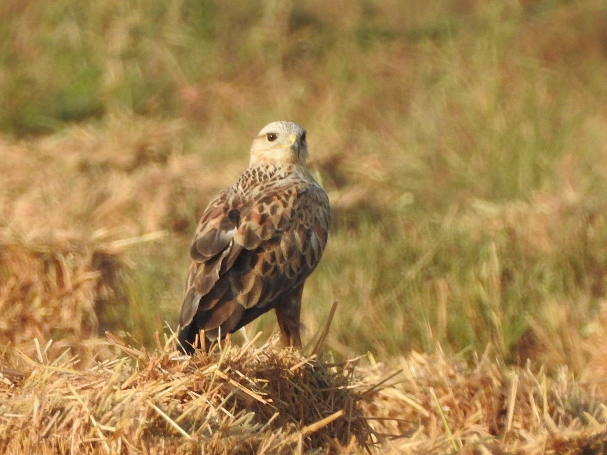 Long-legged Buzzard - ML313180561