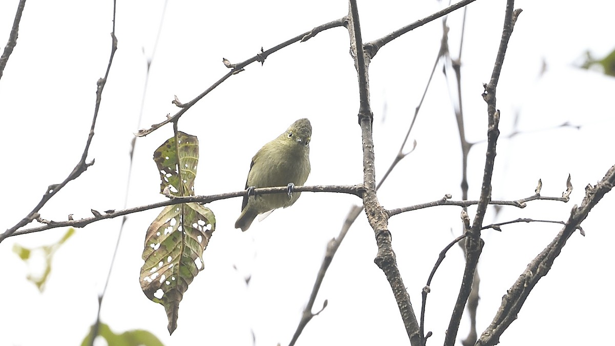 Yellow-browed Tit - ML313180971