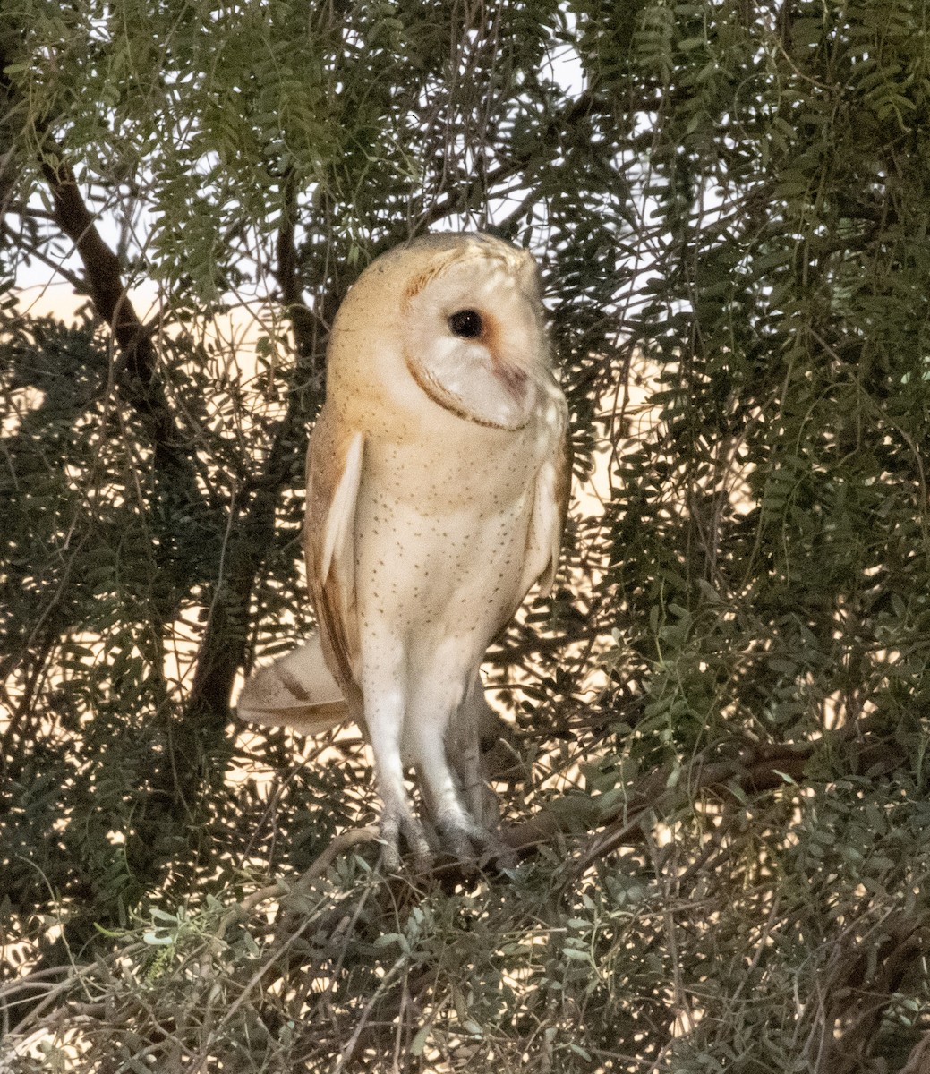 Western Barn Owl - ML313181021
