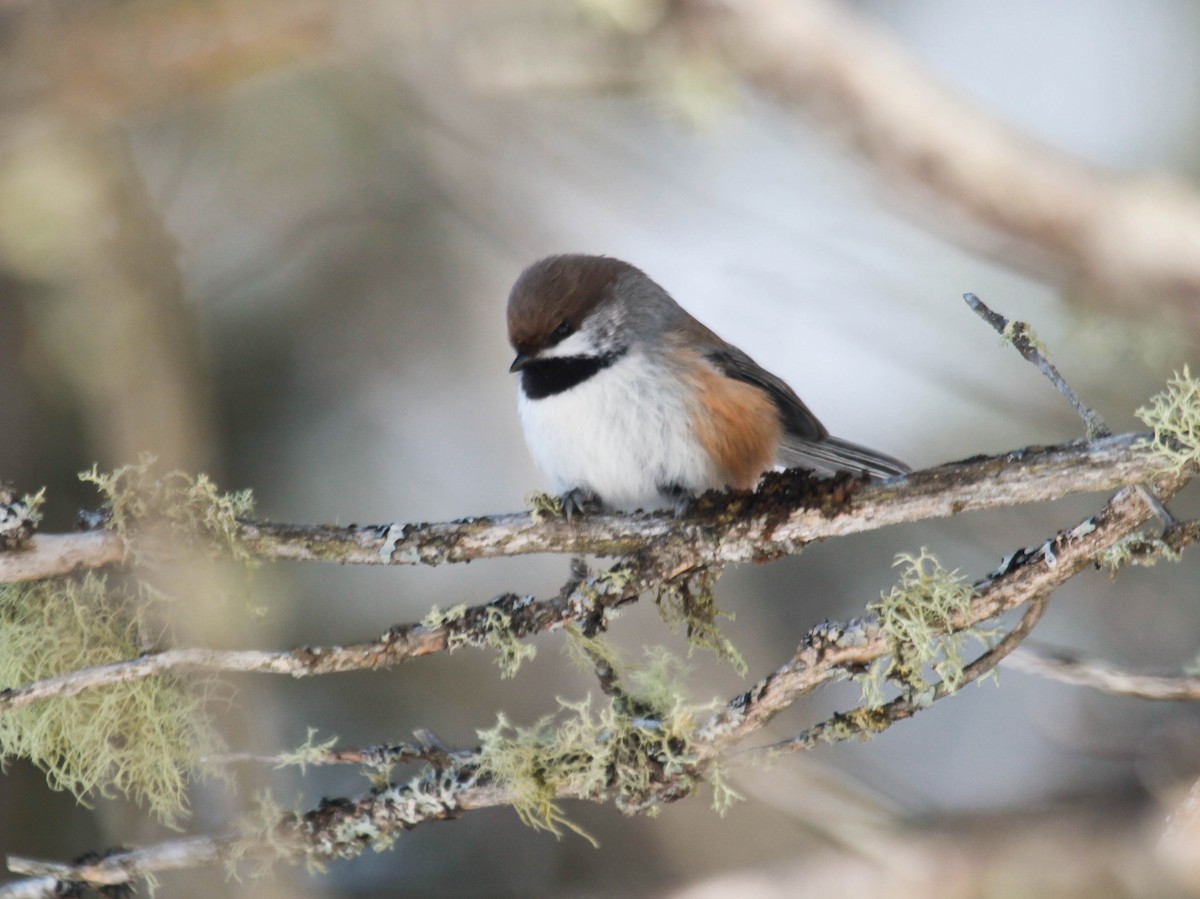 Mésange à tête brune - ML313181431