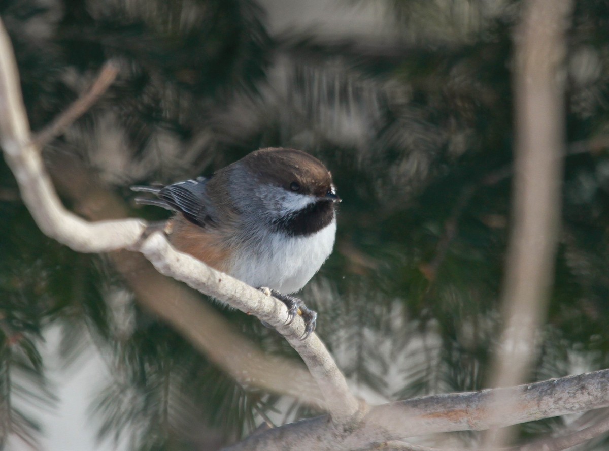 Mésange à tête brune - ML313181541