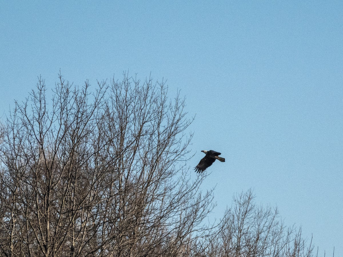 Bald Eagle - ML313181591