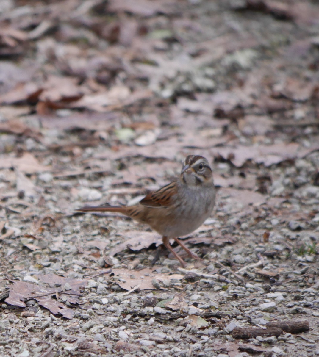 Swamp Sparrow - ML313181611