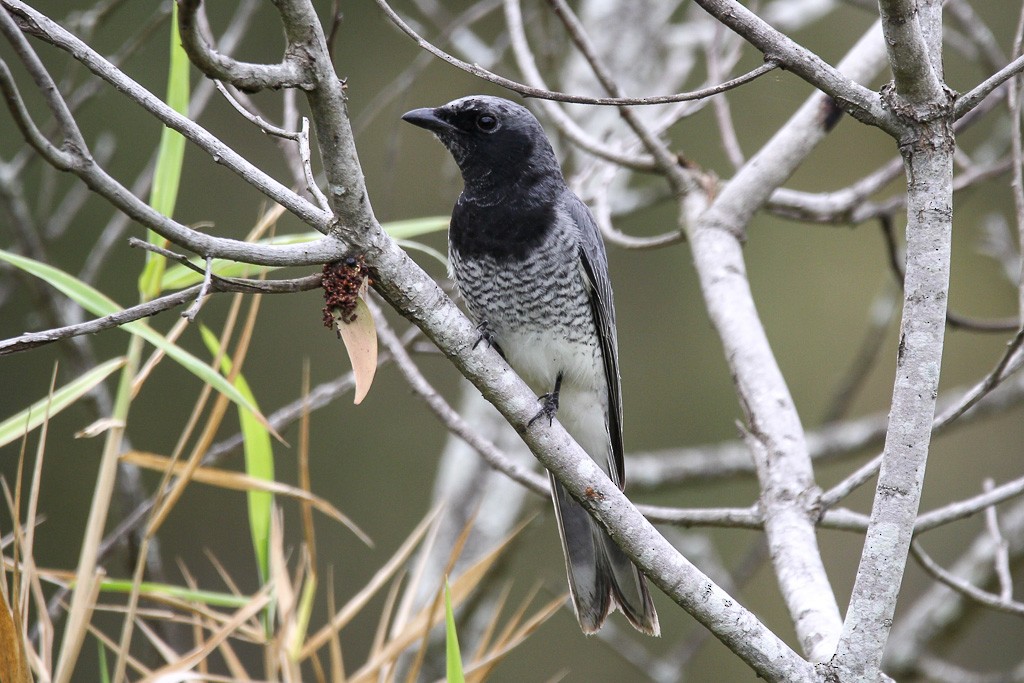 White-bellied Cuckooshrike - ML31318171