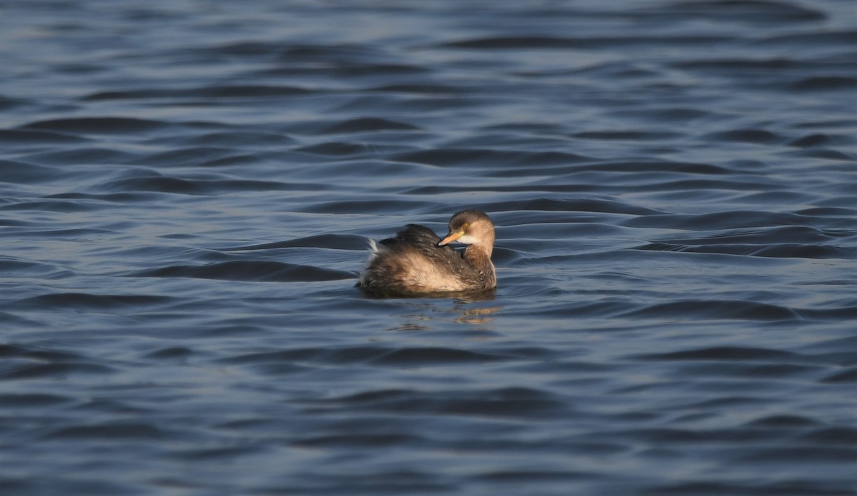 Little Grebe - ML313181951