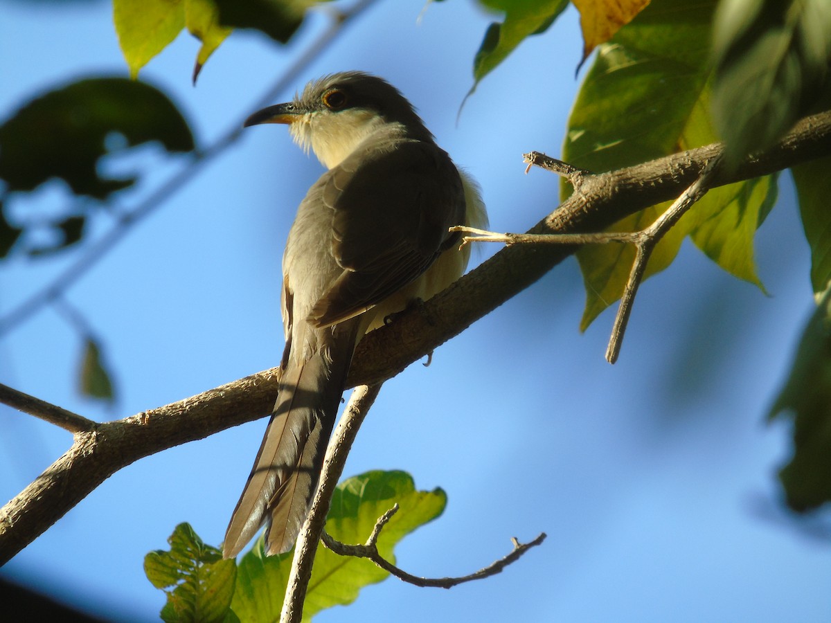 Mangrove Cuckoo - ML313181991