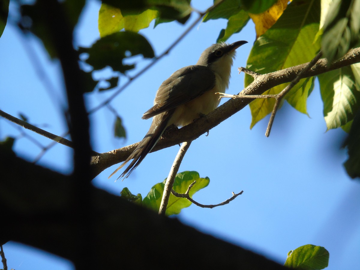 Mangrove Cuckoo - ML313182291