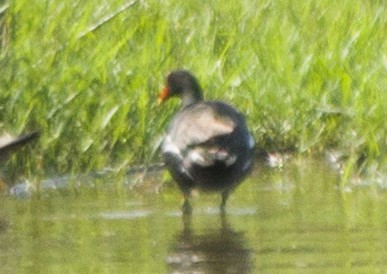 Common Gallinule - Verónica  Tejerina