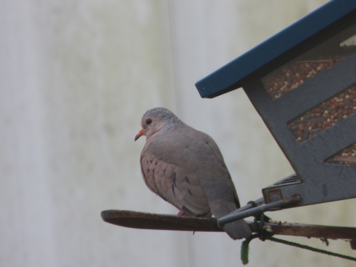 Common Ground Dove - ML313183591