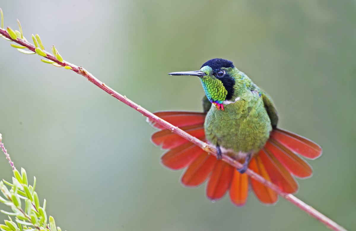 Colibrí Lumaquela - ML313183921