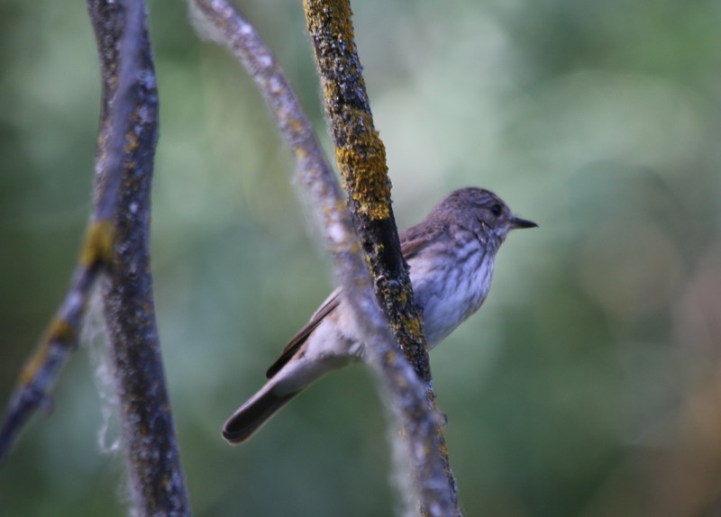 Spotted Flycatcher - ML31318471