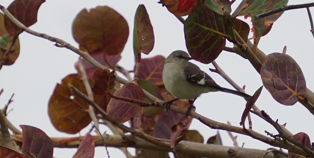 Northern Mockingbird - ML313185951