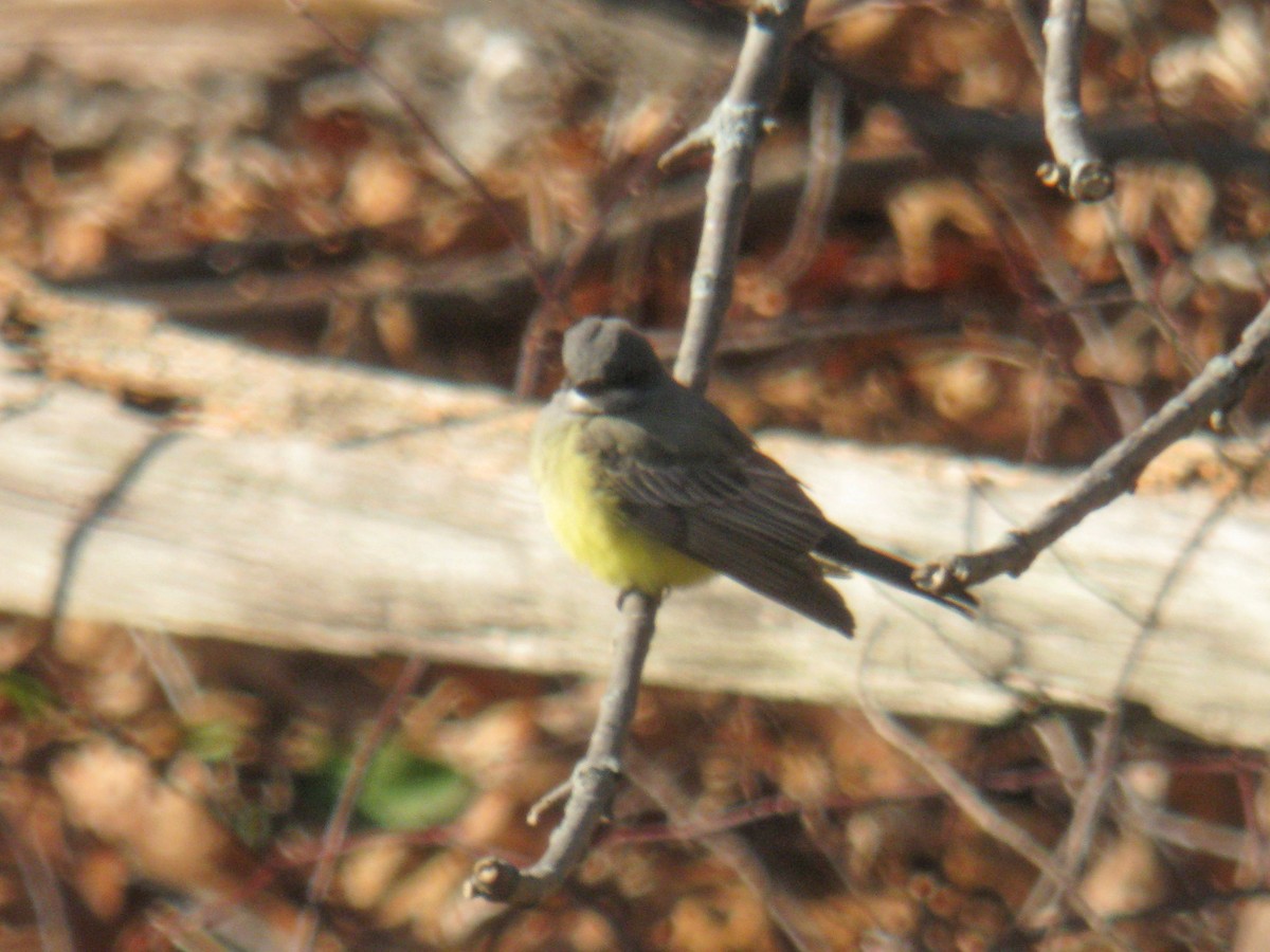 Cassin's Kingbird - Marcus Hunt