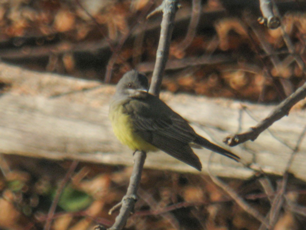 Cassin's Kingbird - ML313186771