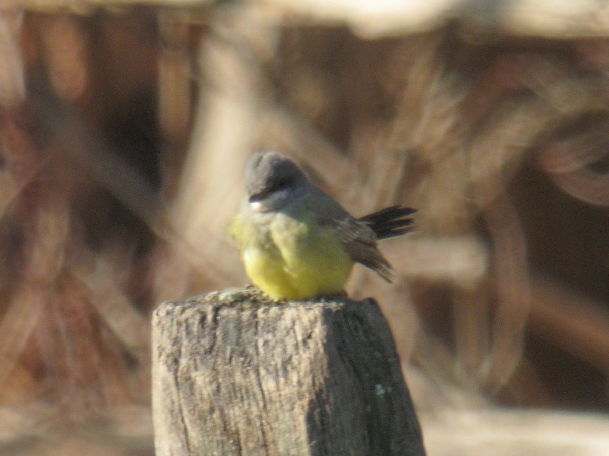 Cassin's Kingbird - Marcus Hunt