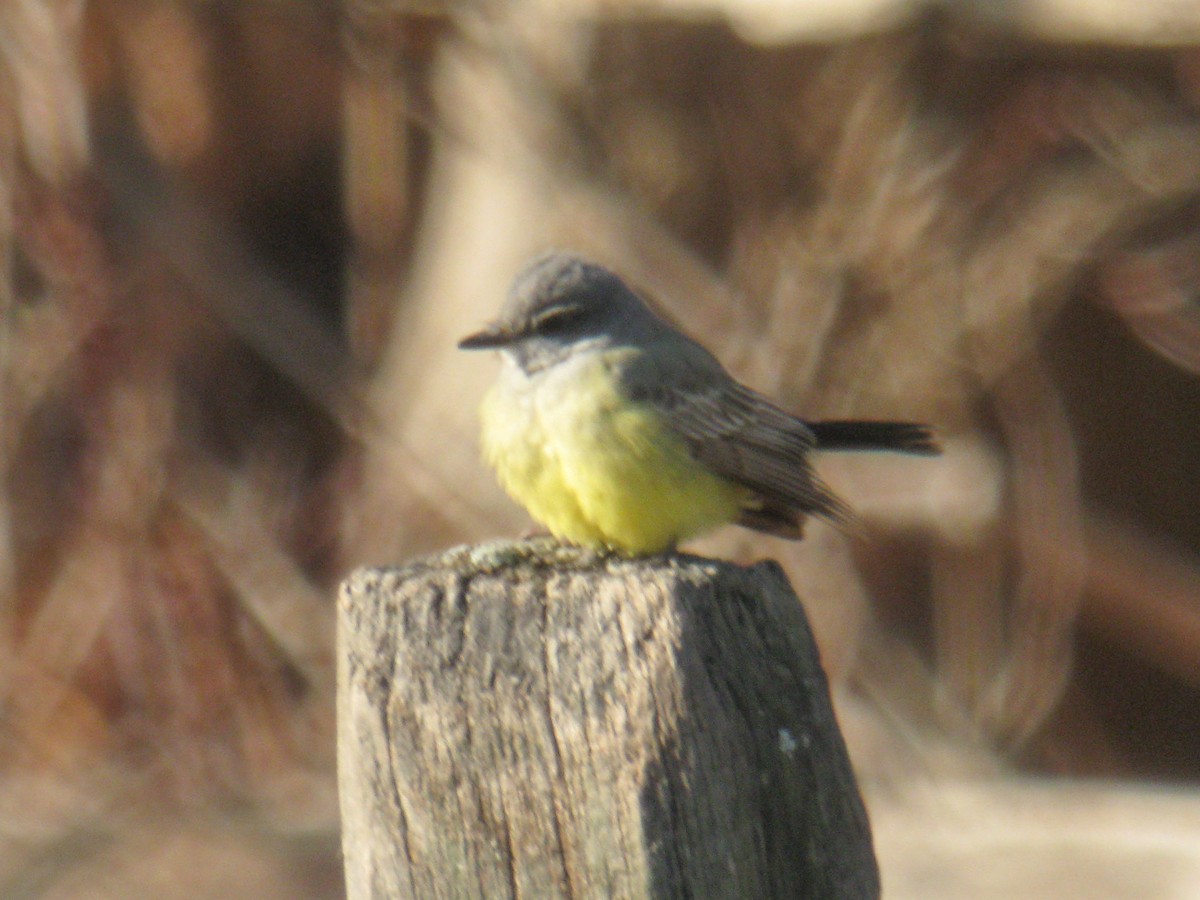 Cassin's Kingbird - ML313186801