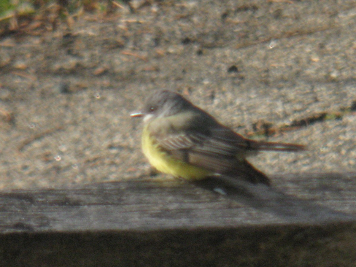 Cassin's Kingbird - Marcus Hunt