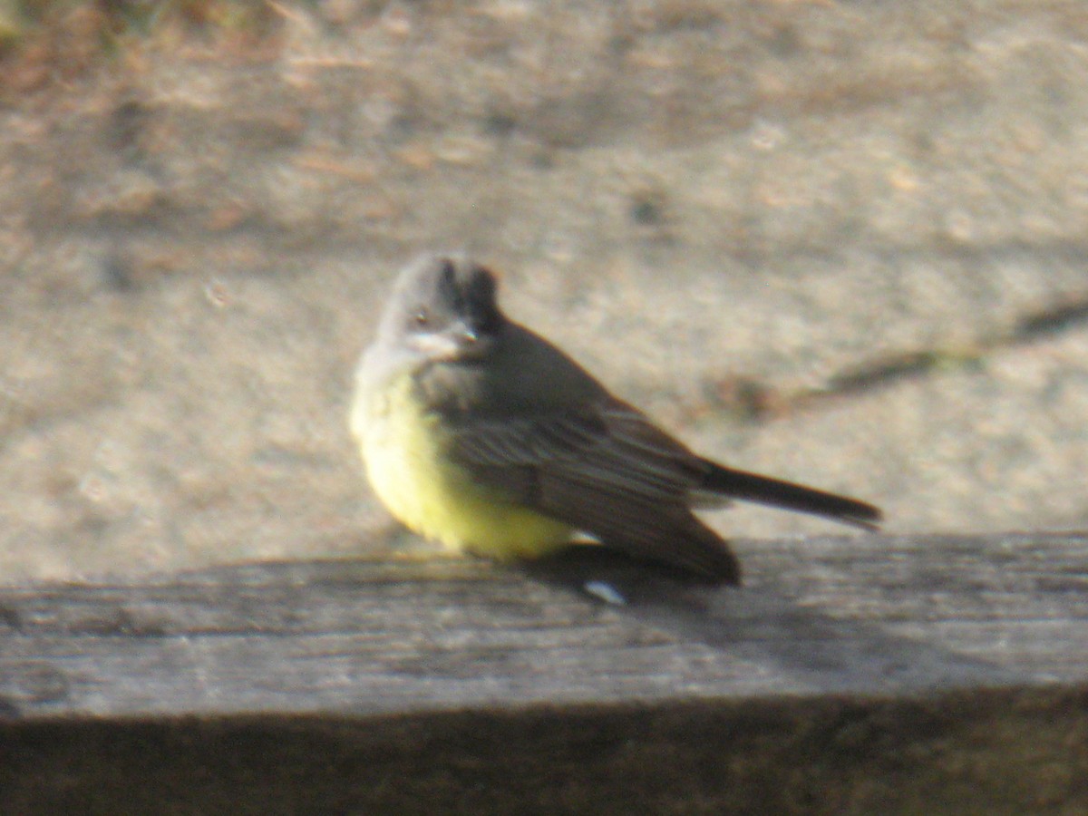 Cassin's Kingbird - ML313186831