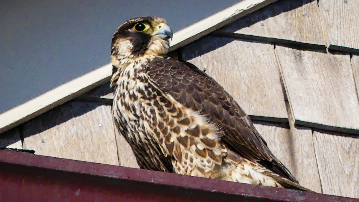 Peregrine Falcon - ML313187361