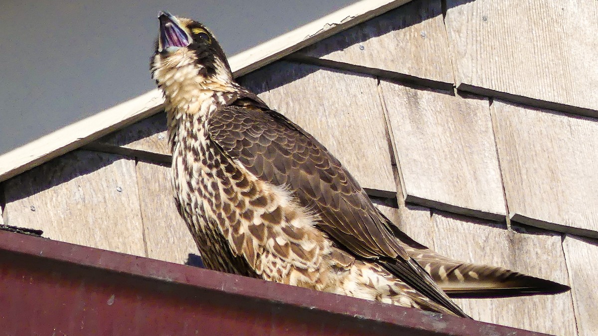 Peregrine Falcon - ML313187381