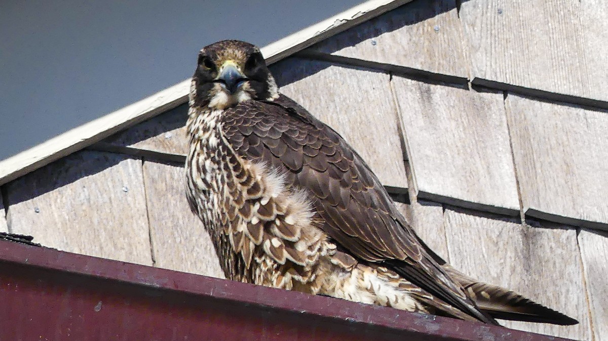 Peregrine Falcon - ML313187391