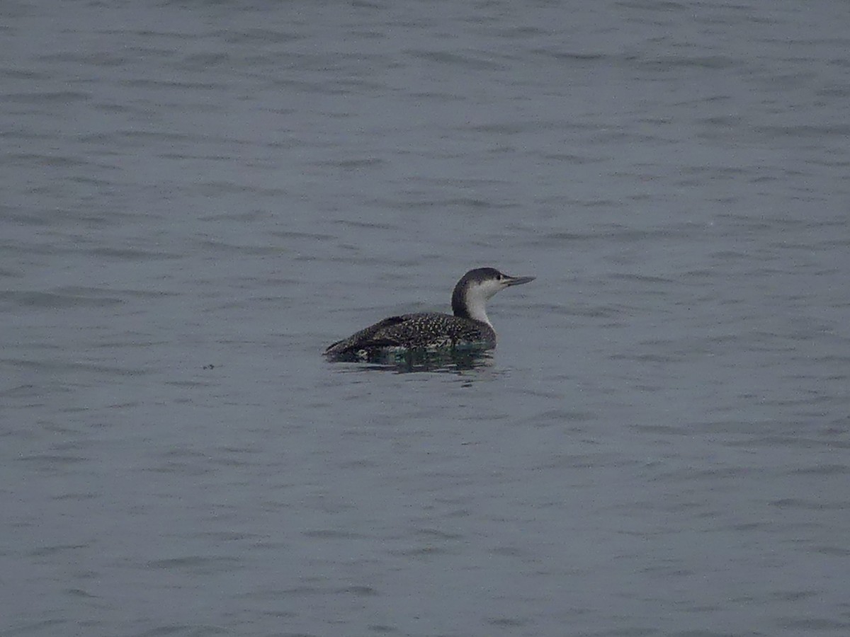 Red-throated Loon - ML313187591