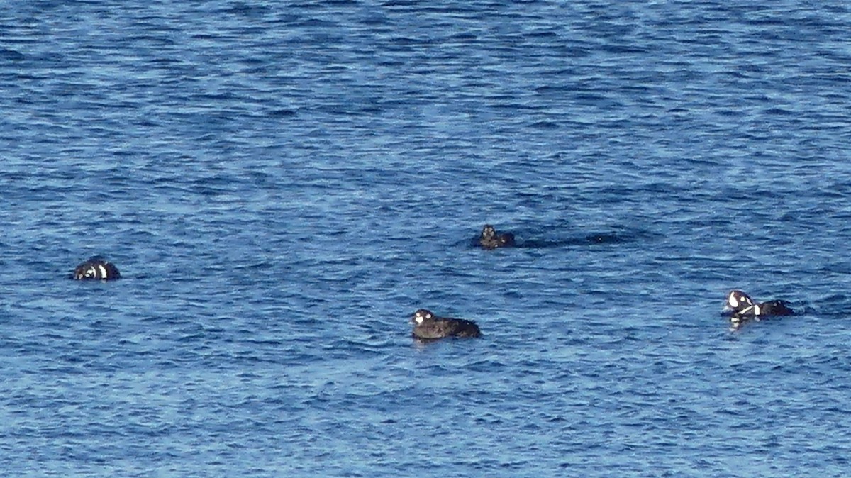 Harlequin Duck - ML313187981