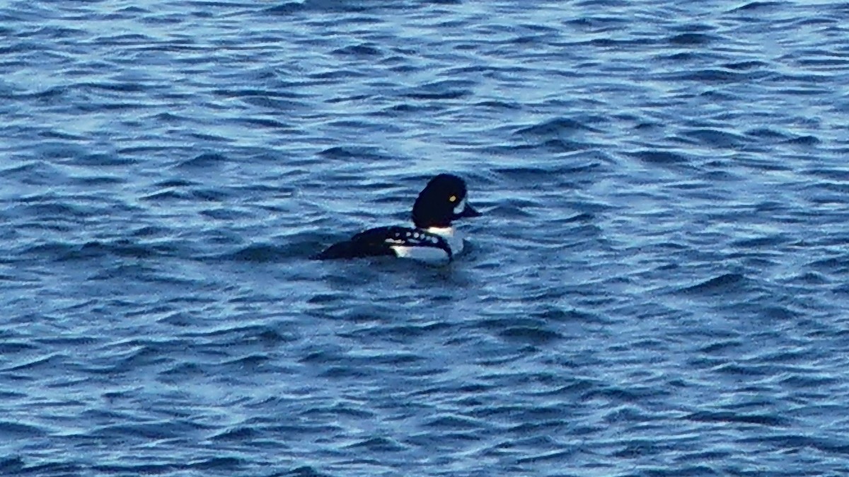 Barrow's Goldeneye - ML313188021