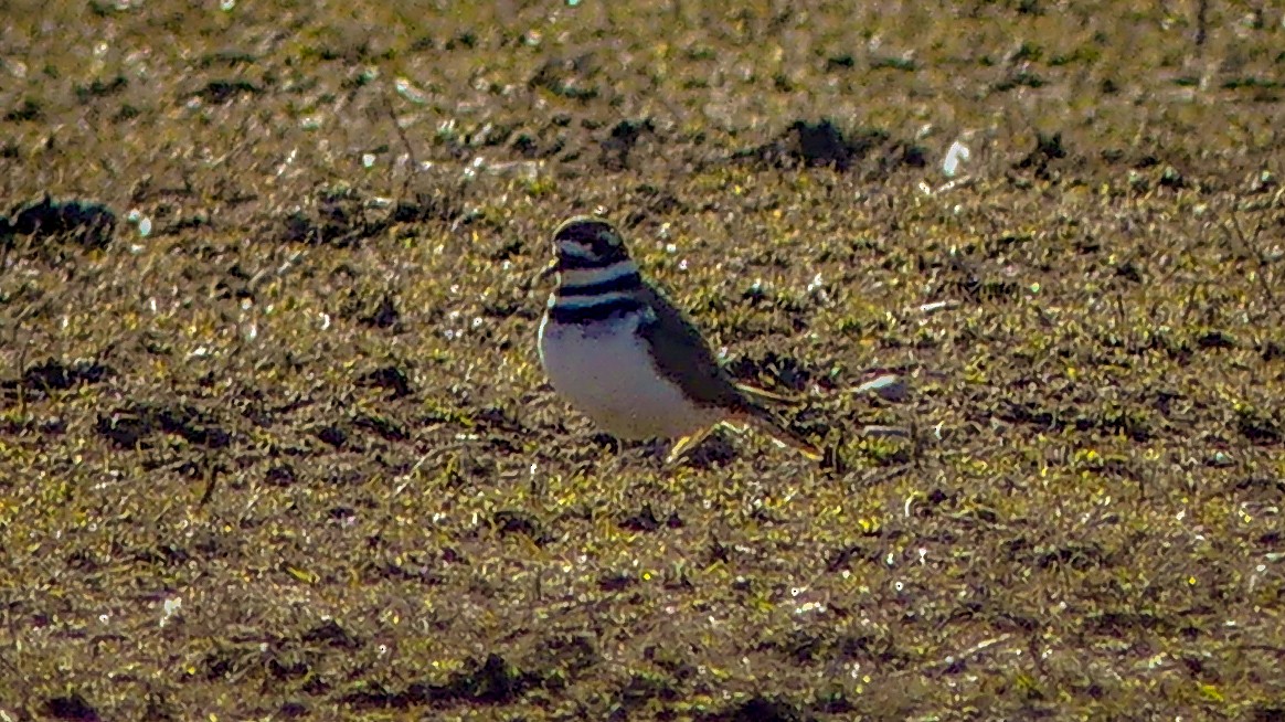 Killdeer - ML313188231