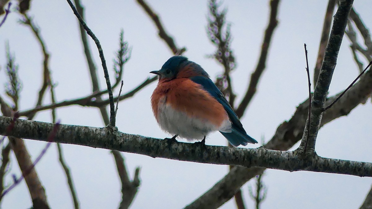 Eastern Bluebird - ML313188261