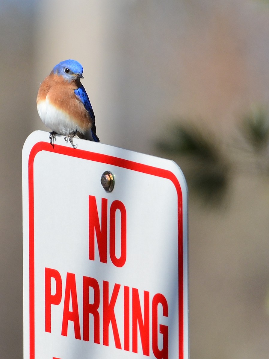 Eastern Bluebird - ML313189841