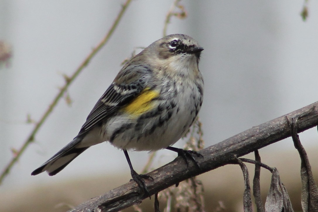 Yellow-rumped Warbler - ML313189861