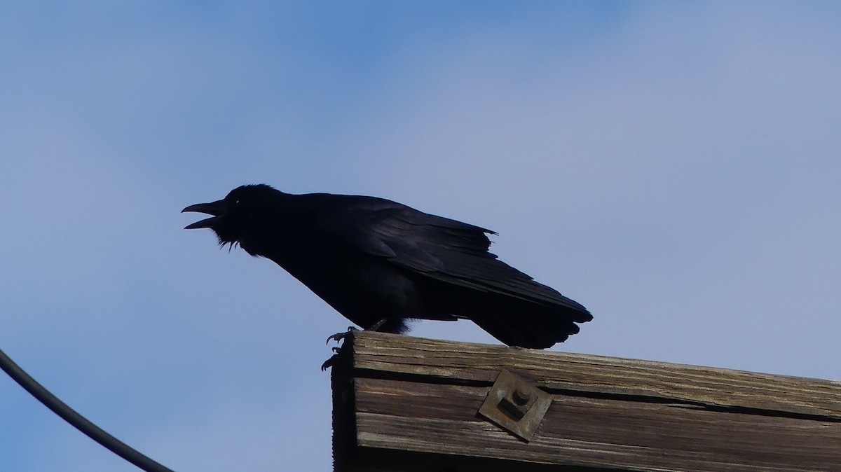 Fish Crow - ML313190641