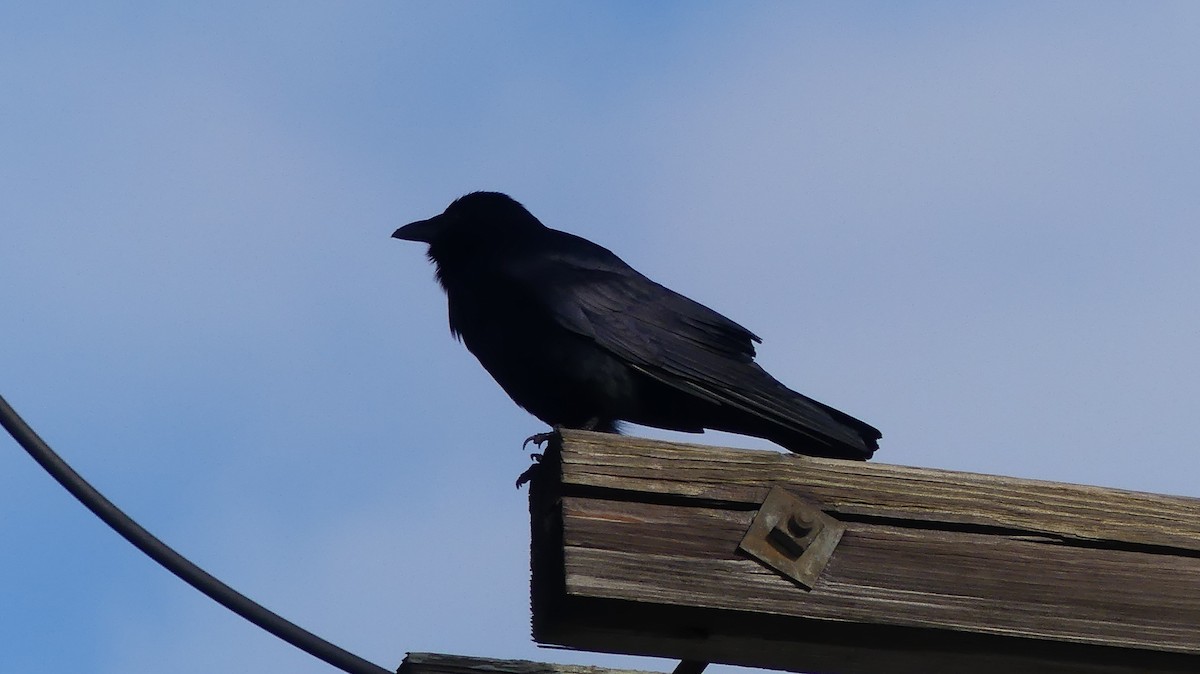 Fish Crow - ML313190651