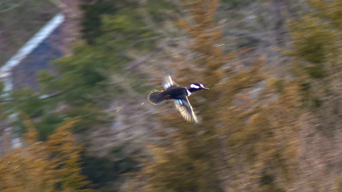 Hooded Merganser - ML313191031