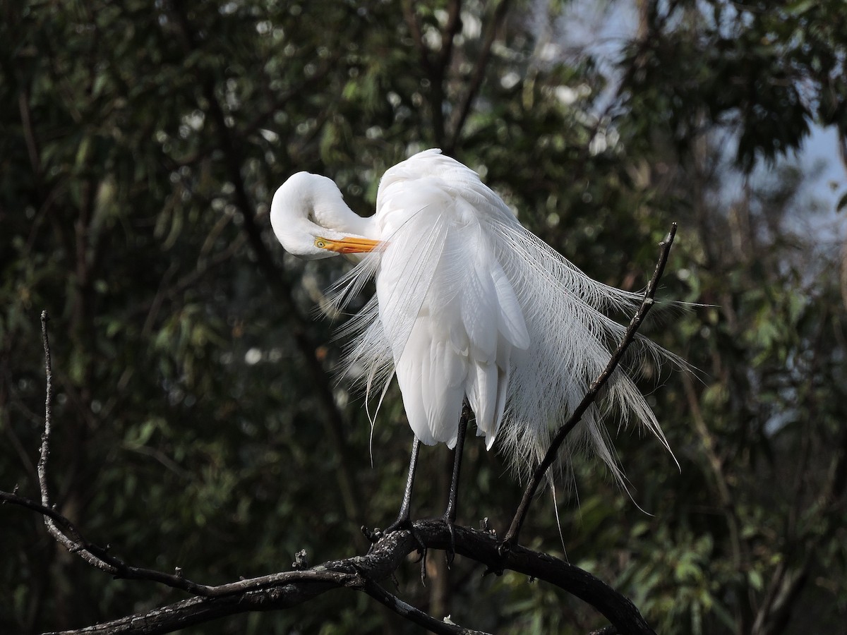 Great Egret - ML313191201