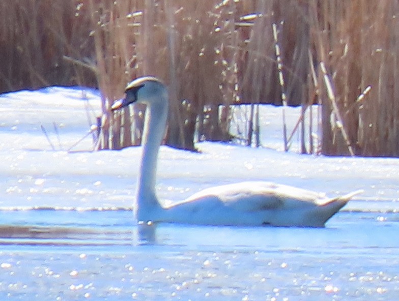 Mute Swan - Jim Proffitt