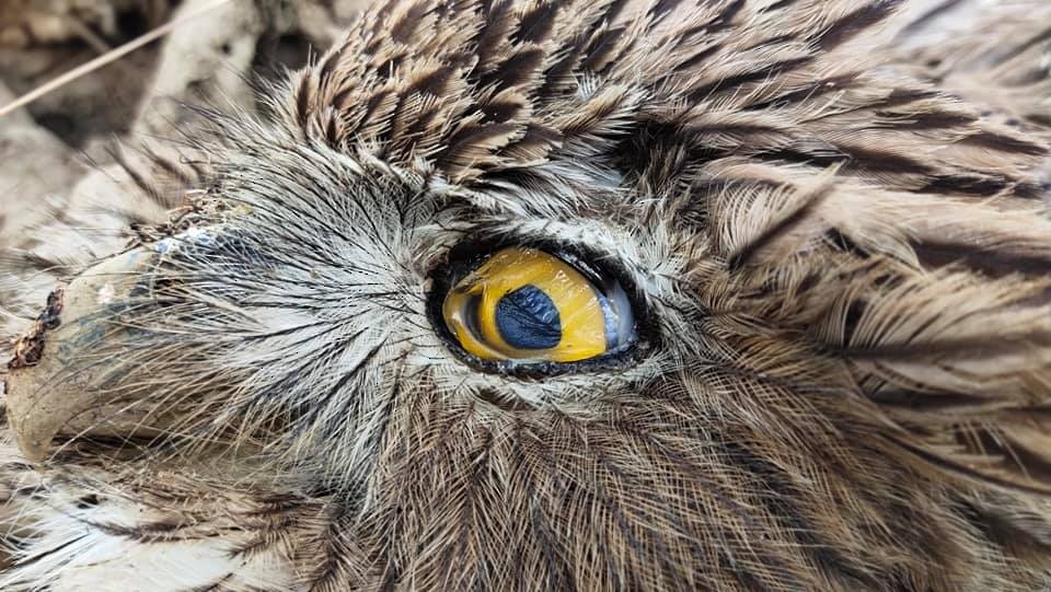 Brown Fish-Owl - Dinesh Mishra
