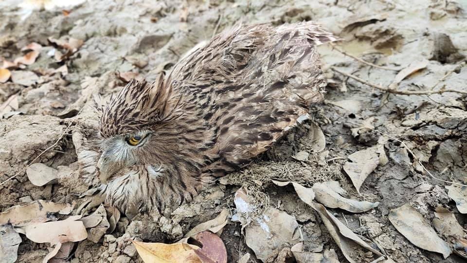 Brown Fish-Owl - ML313192611